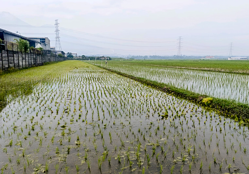 TANAH DI KAB. MOJOKERTO - WOFF868-3 - foto 3